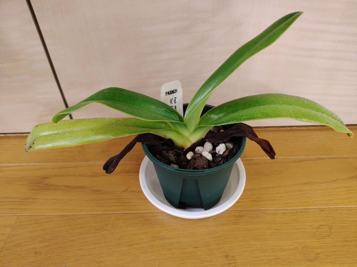 洋蘭 原種 パフィオ Paph. sanderianum x sib. ('Red Delight' x