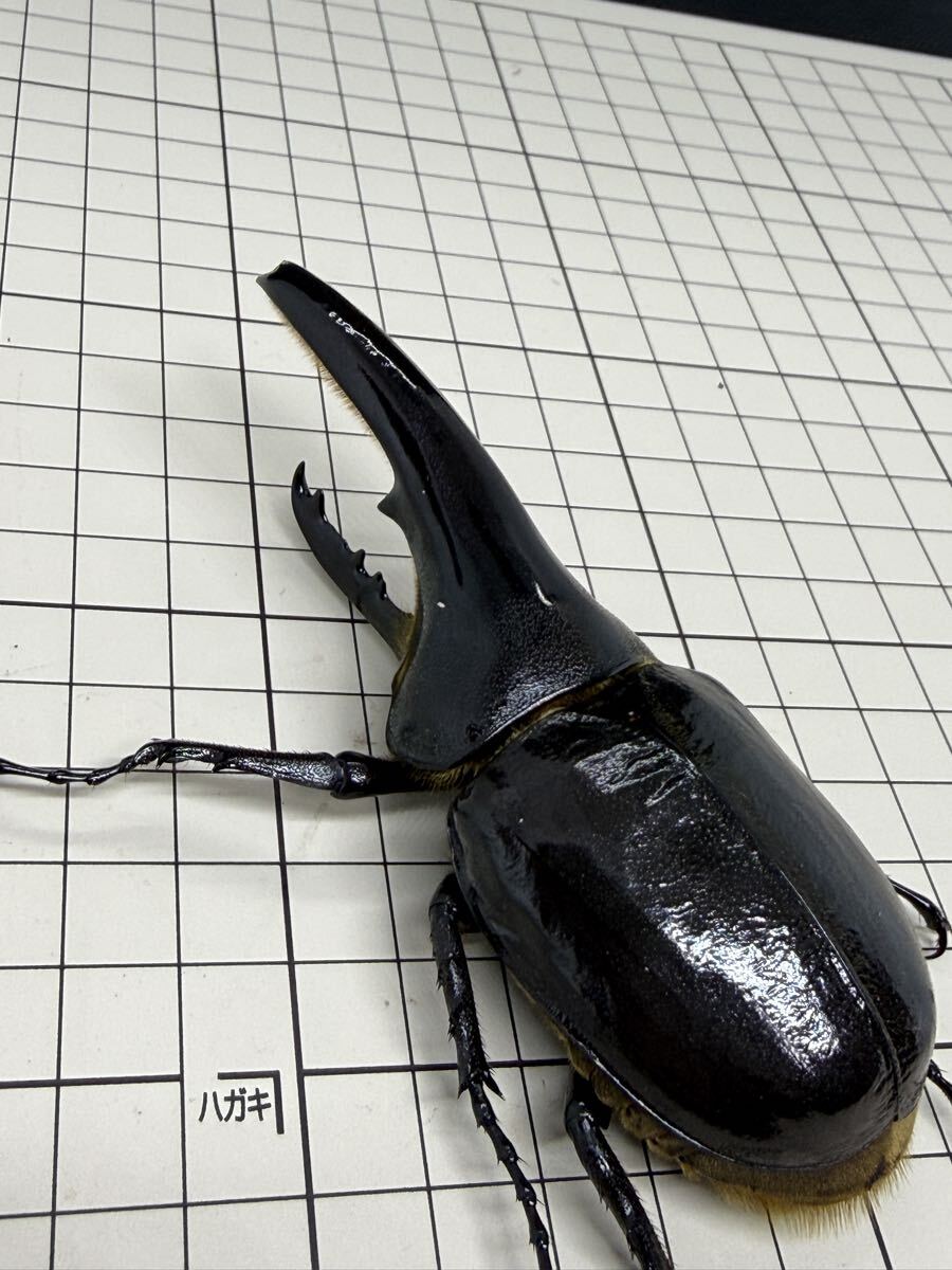 新品】標本 国産カブトムシ 80mm 大型 展足済 頭角先端幅19.9