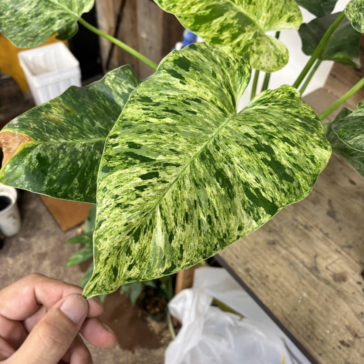 新品】フィロデンドロン・ギガンチウム Philodendron giganteumの落札