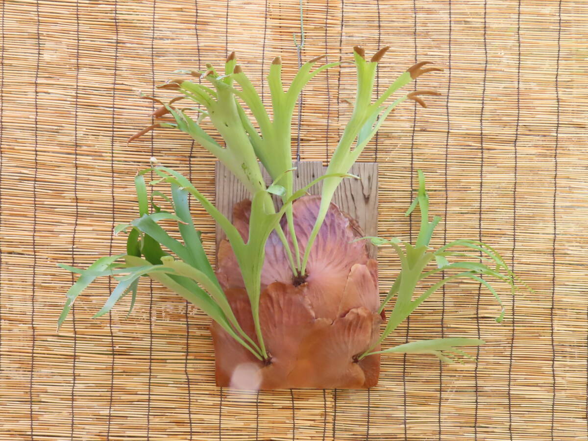 P.alcicorne var.Madagascar 大株 / コウモリラン アルキコルネ