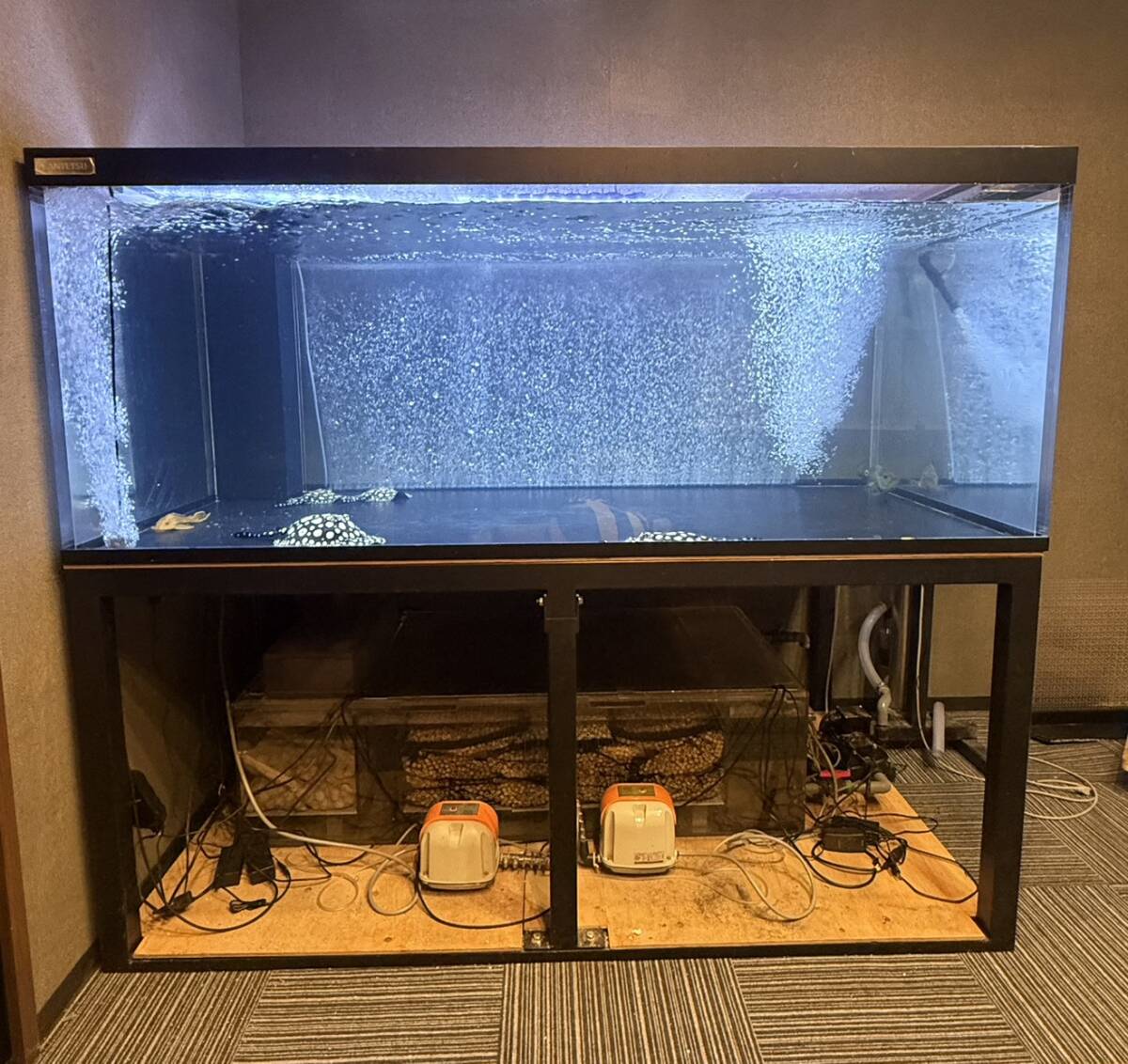 中古オーバーフロー水槽セット 1200×450×450キャノピー付き 海水魚