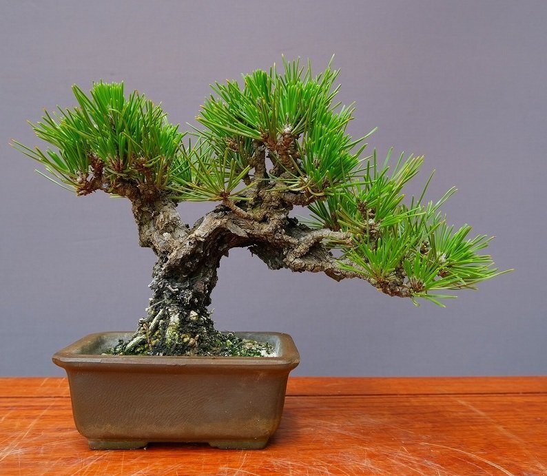 中古】瑞祥模様木中品盆栽 五葉松 松柏 日本 植木の落札情報詳細