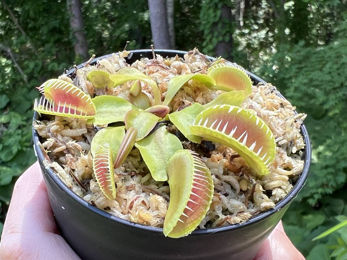 Dionaea muscipula 'Freaky star' CK ハエトリソウ ディオネア 食虫