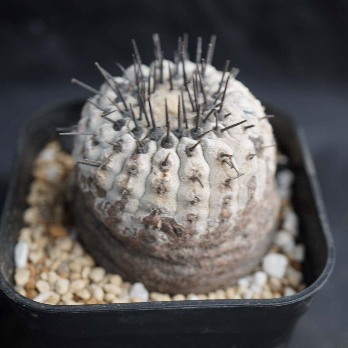 発根済】 c108 コピアポア コルムナアルバ Copiapoa cinerea var