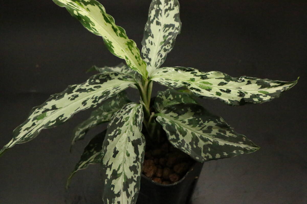 アグラオネマピクタム ディアボロ Aglaonema HW0915-5a HW便 My
