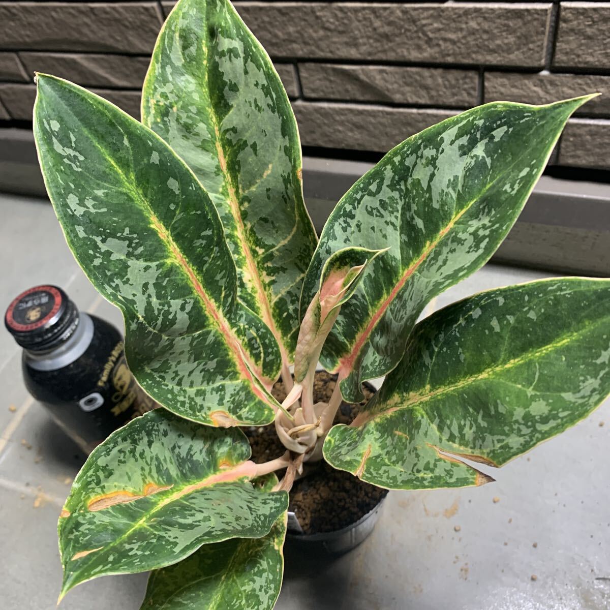 アグラオネマ aglaonema」の直近30日のオークション落札価格一覧
