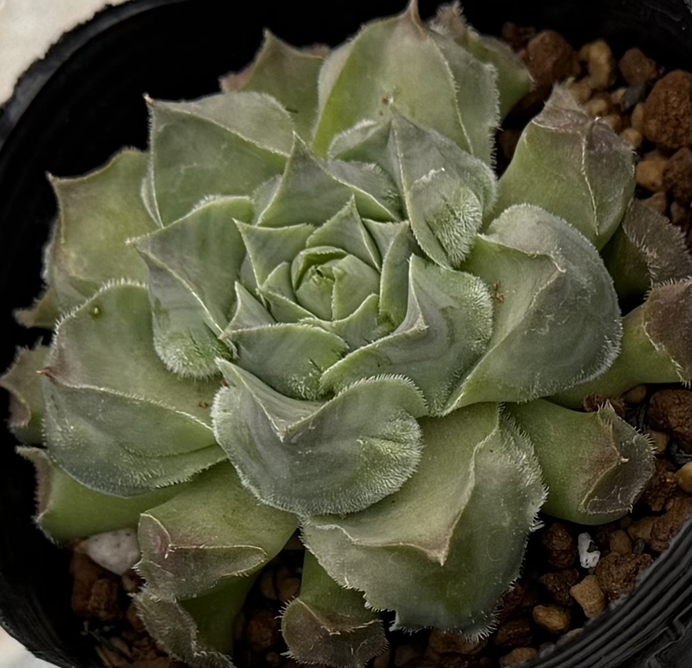 ☆センペル レオカディア・ネフュー Sempervivum Leocadia's Nephew