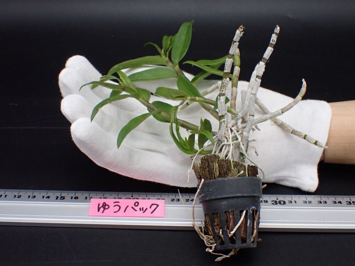癒瘡木 ユソウボク 最も重い樹木 リグナムバイタ 輸入種子実生