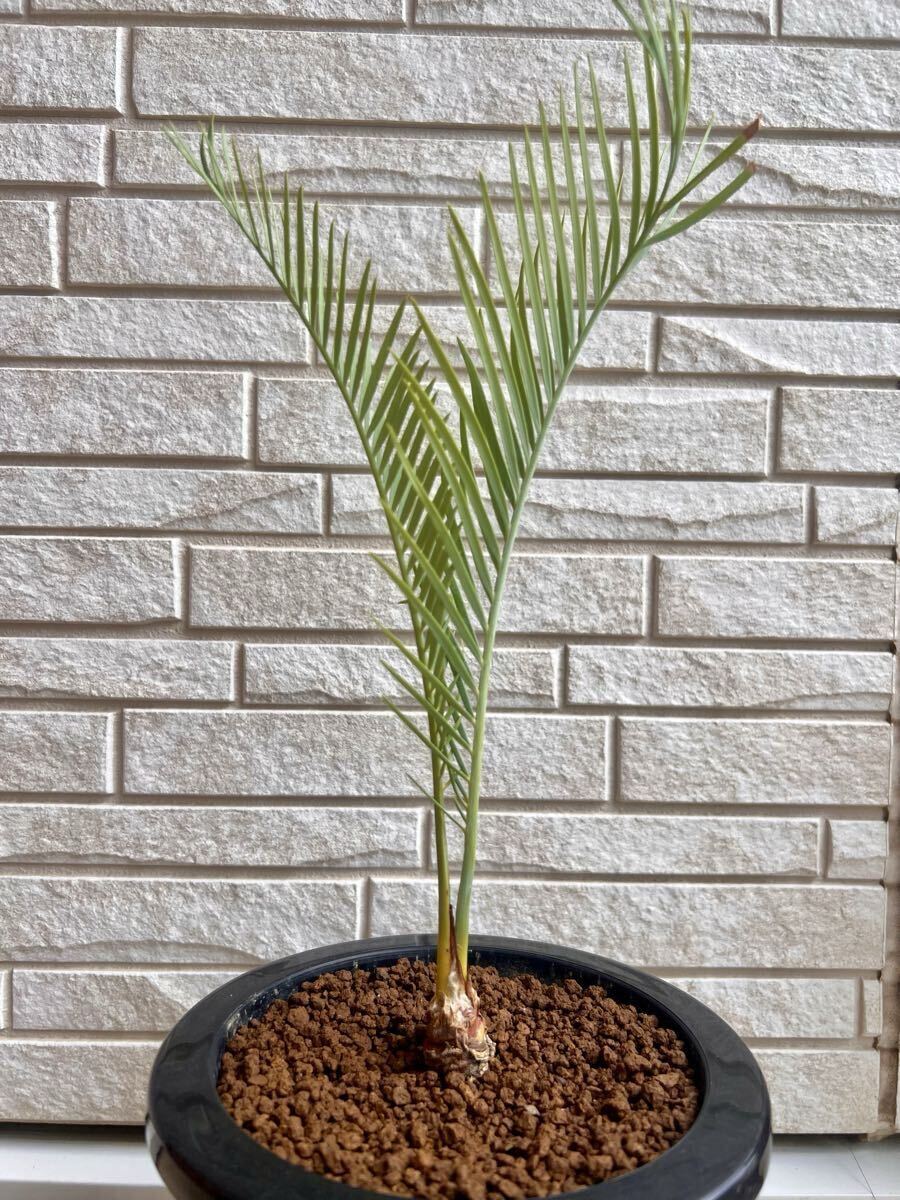 GOOD】（◎＿◎；）☆Macrozamia macdonnellii☆マクロザミア