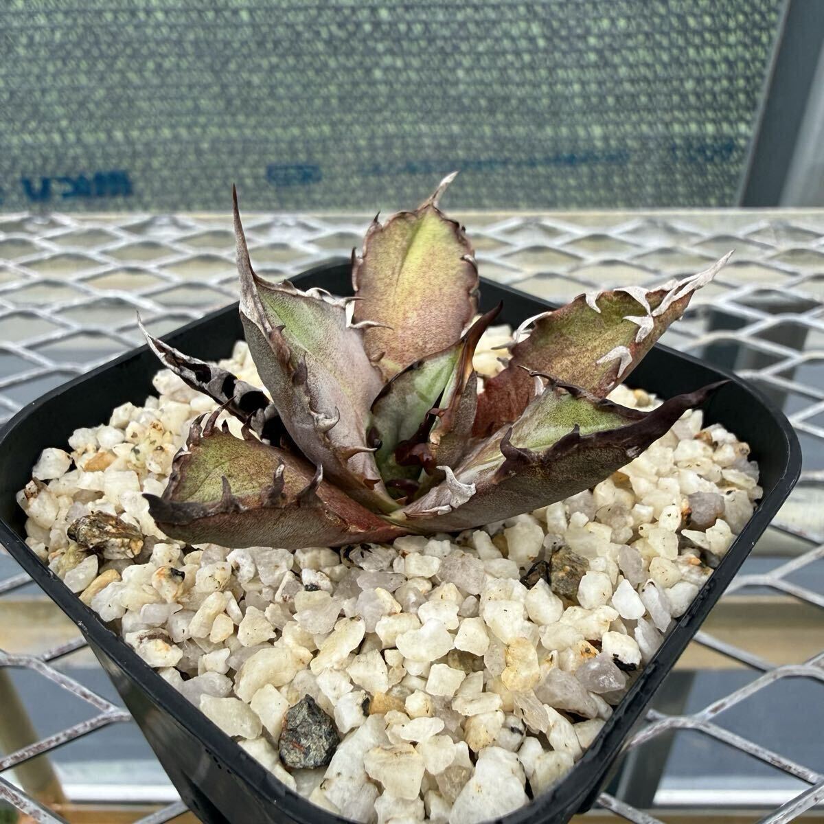 傷や汚れあり】Agave titanota【Lobster】アガベ チタノタ ロブスター