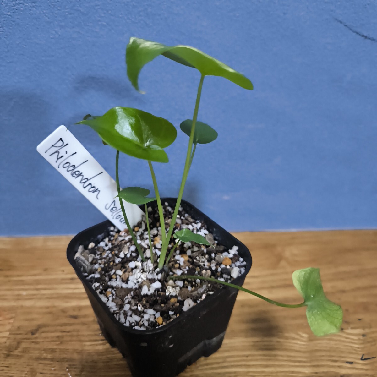 新品】《専用出品》セローム 幹上がり 曲がり仕立て 10号 大型観葉植物