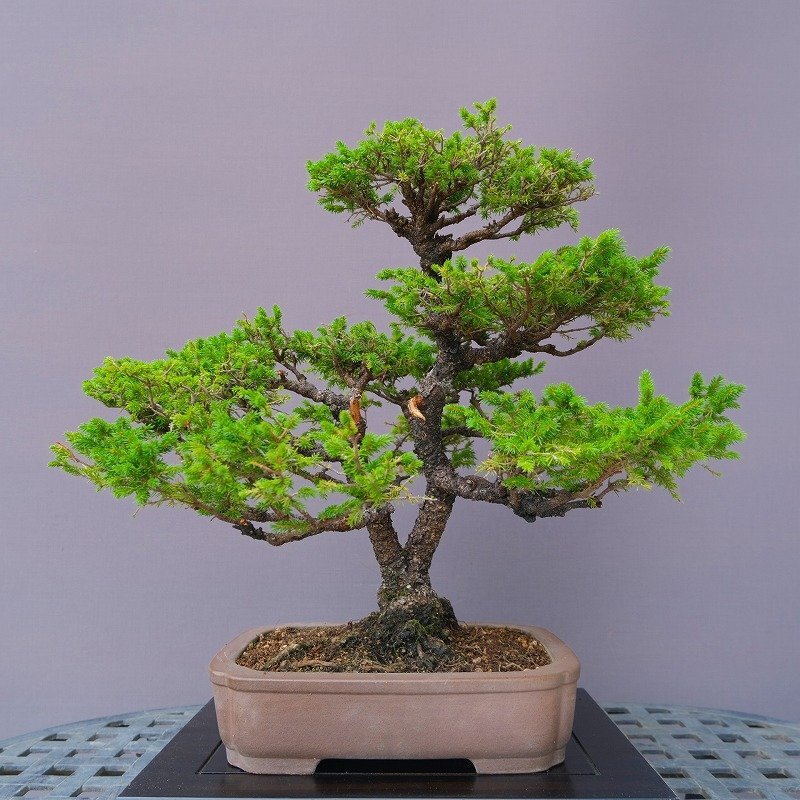 中古】瑞祥模様木中品盆栽 五葉松 松柏 日本 植木の落札情報詳細