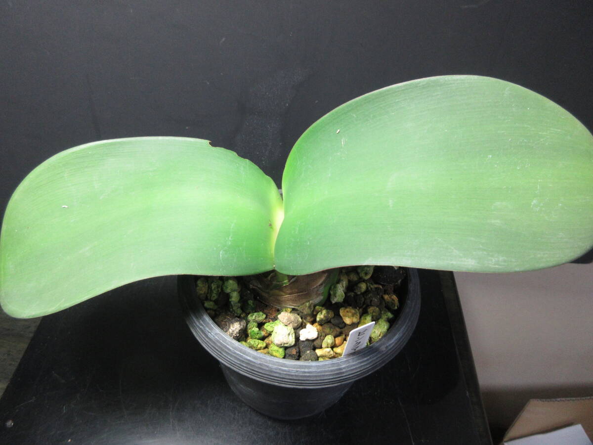 植物】斑入りマユハケオモト☆多肉植物☆ハエマンサス【斑入り