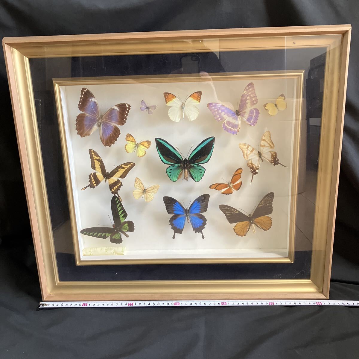 中古】B07625 ブラジル モルフォ蝶 モルフォチョウ 蝶羽アート