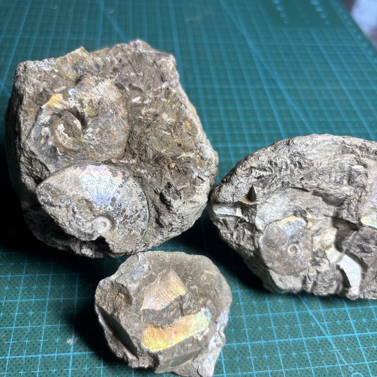 新品】日本の化石 北海道中川のアンモナイト/メタプラセンチセラス 遊