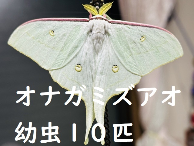 中古】国産蛾標本 オナガミズアオ A-♂ 北海道・穂別町 産の落札情報
