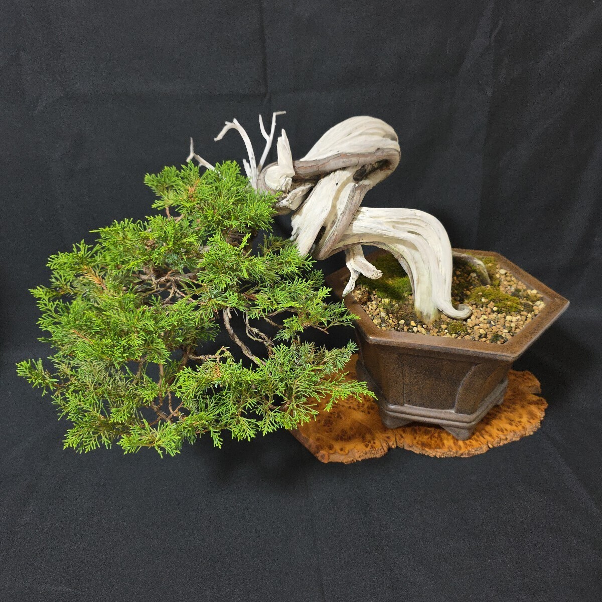 新品】「堀江美功／9種／美鉢／コレクション／美功／盆栽／盆栽鉢」の