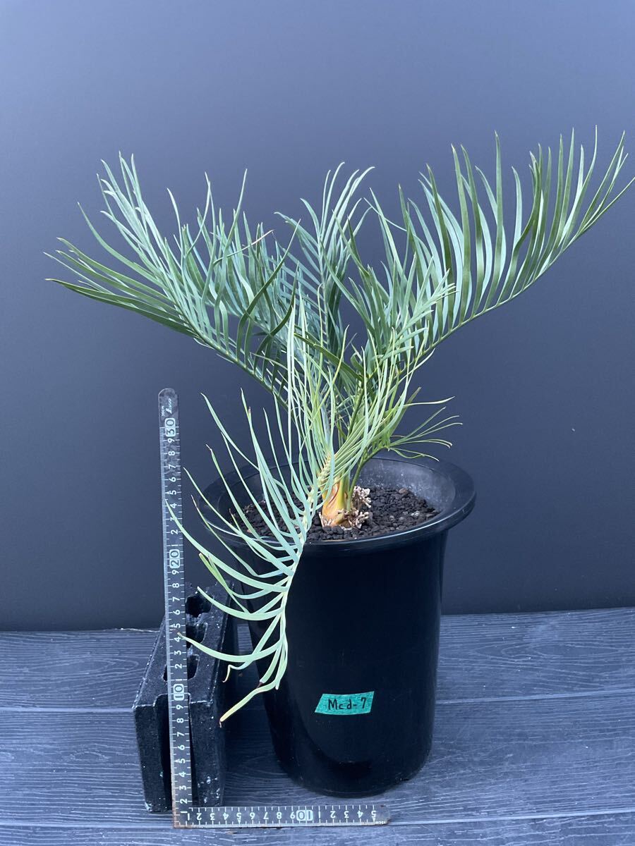 WPJ・Macrozamia communis マクロザミア コムニスの落札情報詳細