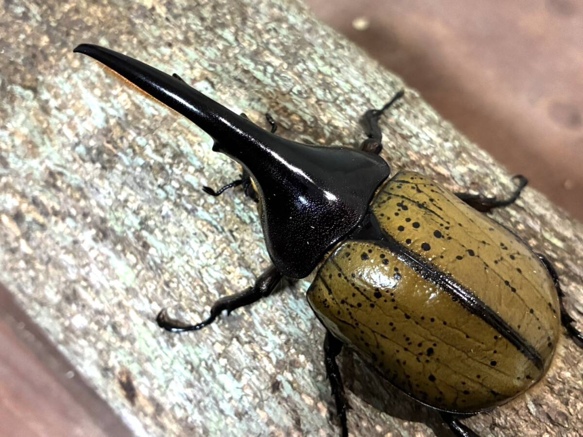 標本用 ブルーヘラクレスオオカブト 【人工品】の落札情報詳細 - Yahoo