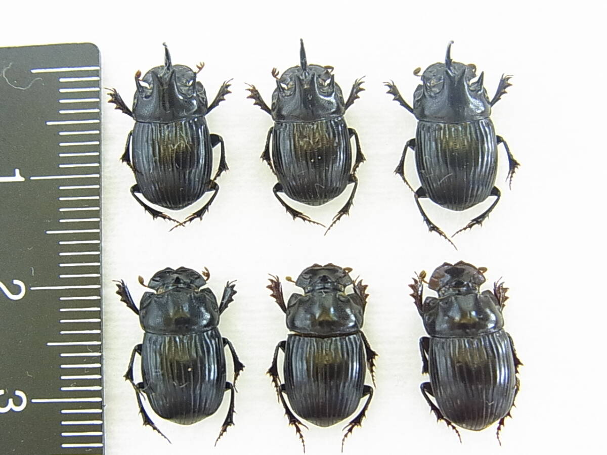 昆虫標本 京都府産 ゴホンダイコクコガネ の落札情報詳細 - Yahoo