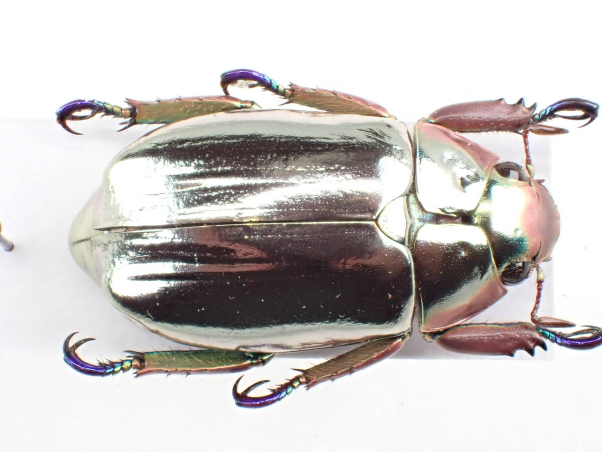 パナマ産カニングハムプラチナコガネ 33.5mmの落札情報詳細 - Yahoo