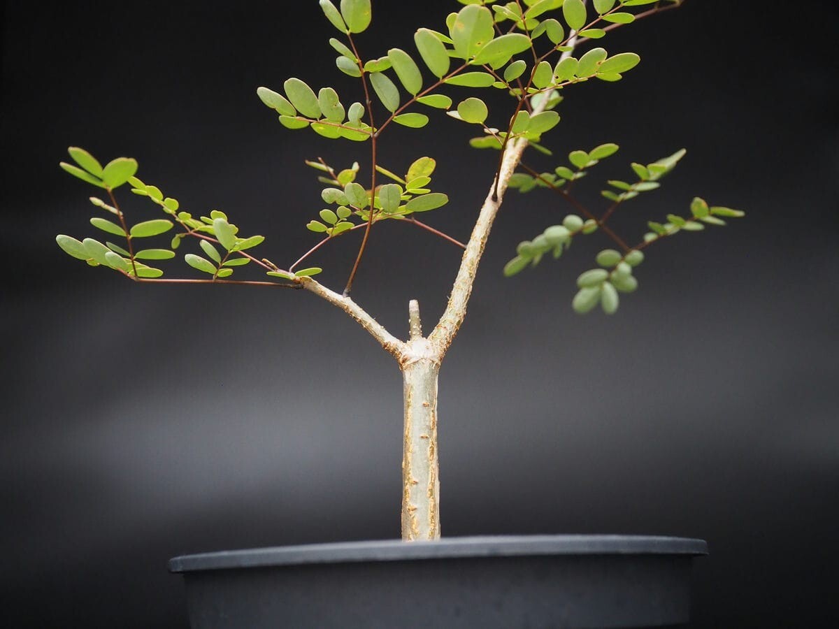 中古】デロニクス デカリー 実生 delonix decaryi 発根済 / 塊根植物
