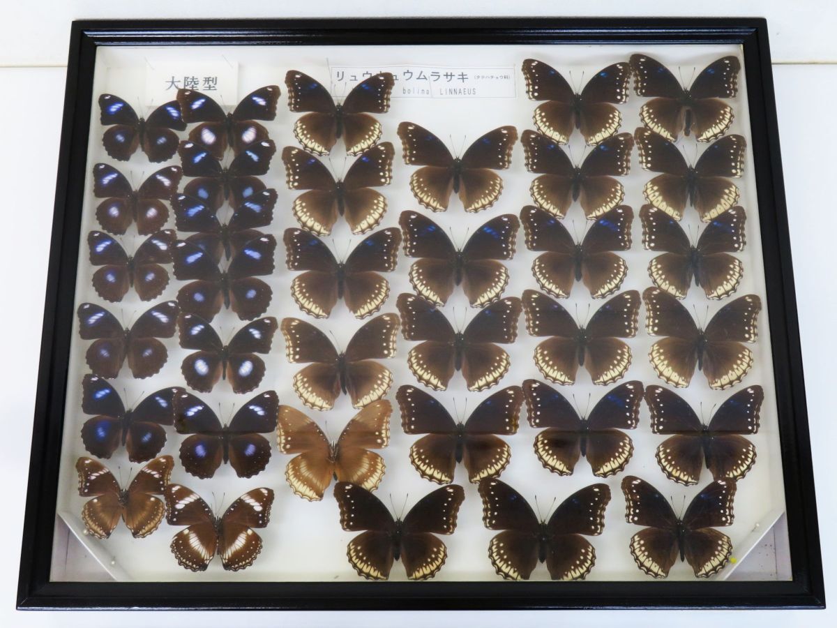 図鑑東南アジア島嶼の蝶 第5巻 タテハチョウチョウ編 塚田 悦造
