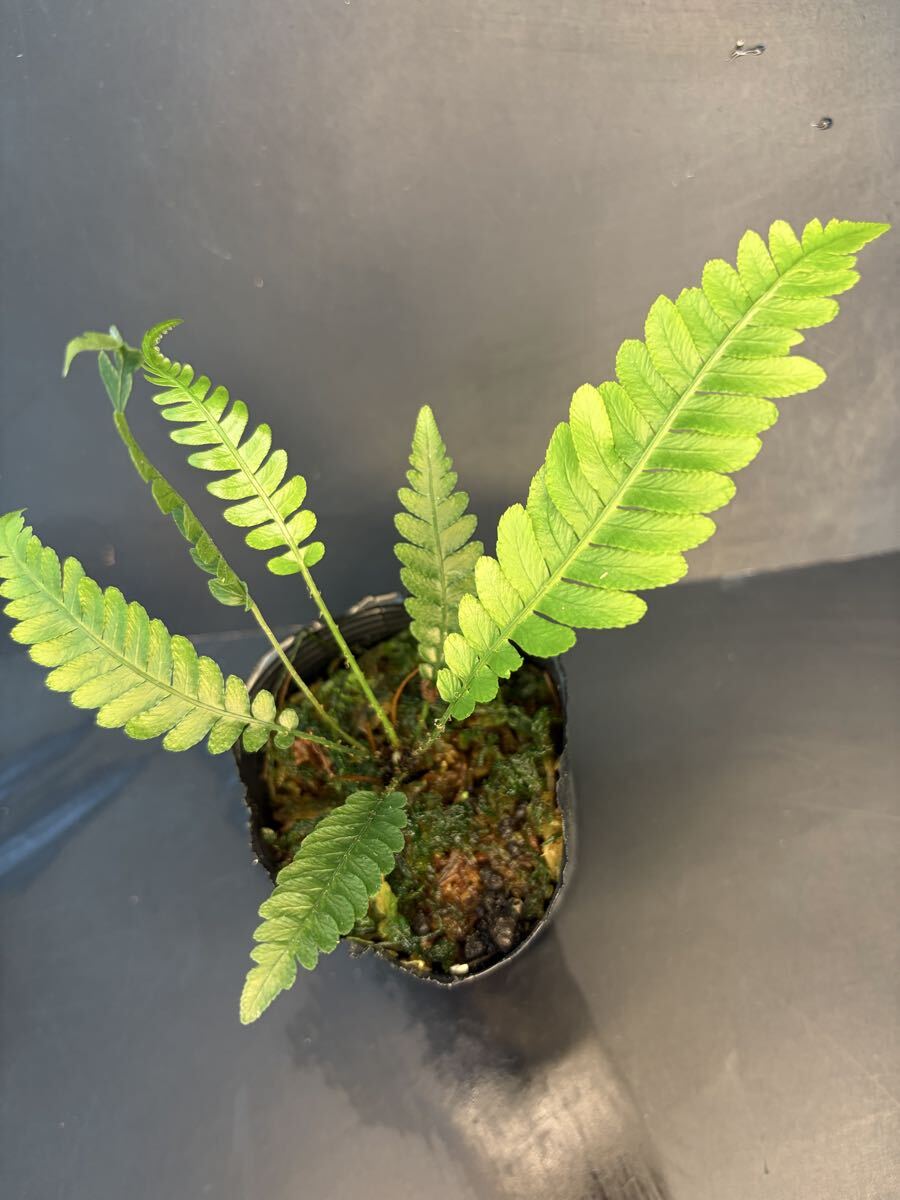 大株☆胞子葉4枚あり☆Blechnum obtusatum var obtusatum☆ケース入り
