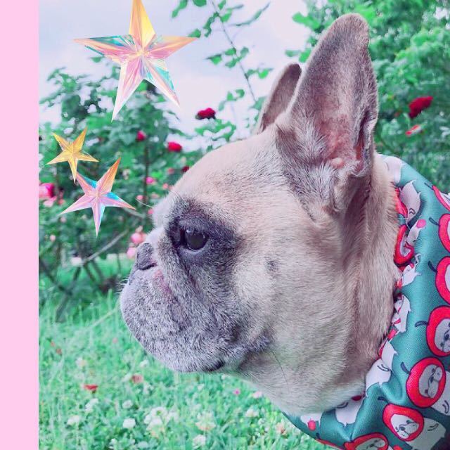 新品 熱中症対策 クールネックドーナツりんごブヒ緑フレブル服パグ服フレンチブルドッグ小型犬中型犬小型犬トイプーダックス の落札情報詳細 ヤフオク落札価格情報 オークフリー スマートフォン版