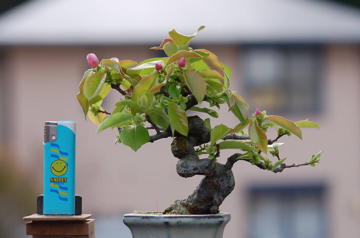 花梨 かりん 盆栽 花台 飾り物台 9.3kg