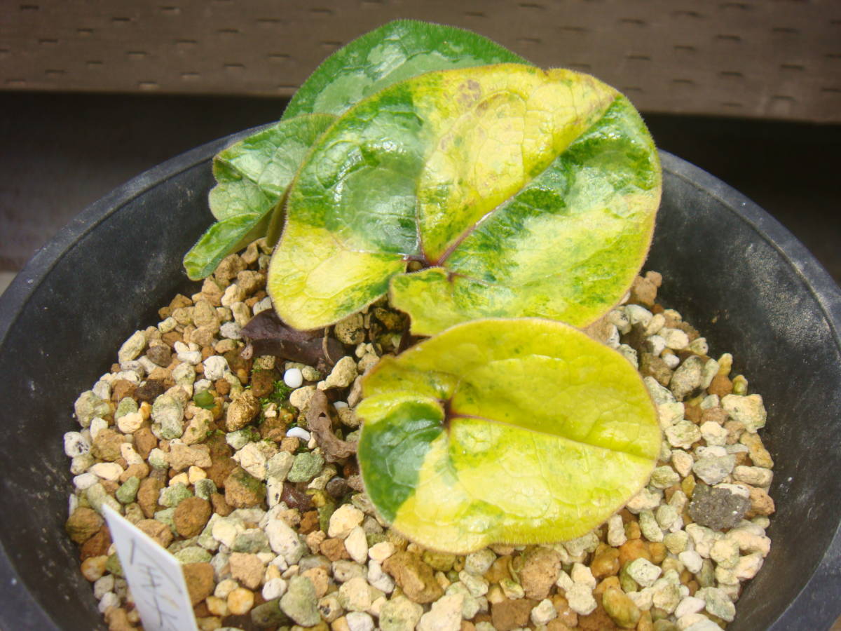 タマノカンアオイ金太郎