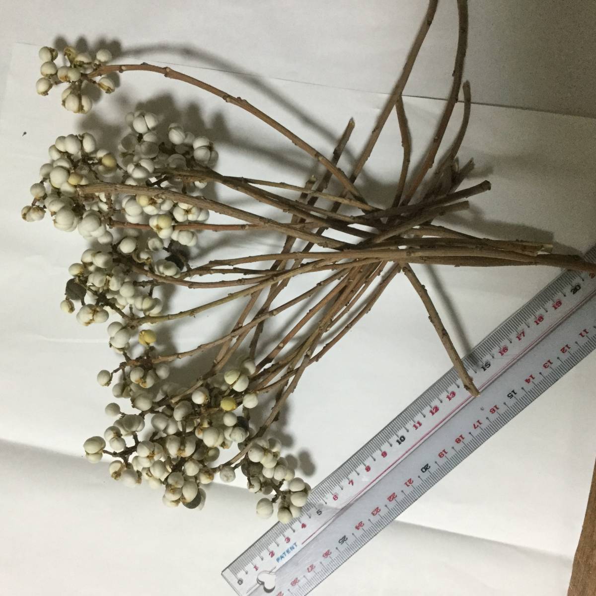 新品 ドライ 木の実 白い実 ナンキンハゼ 南京ハゼ 工作 アレンジ の落札情報詳細 ヤフオク落札価格情報 オークフリー スマートフォン版