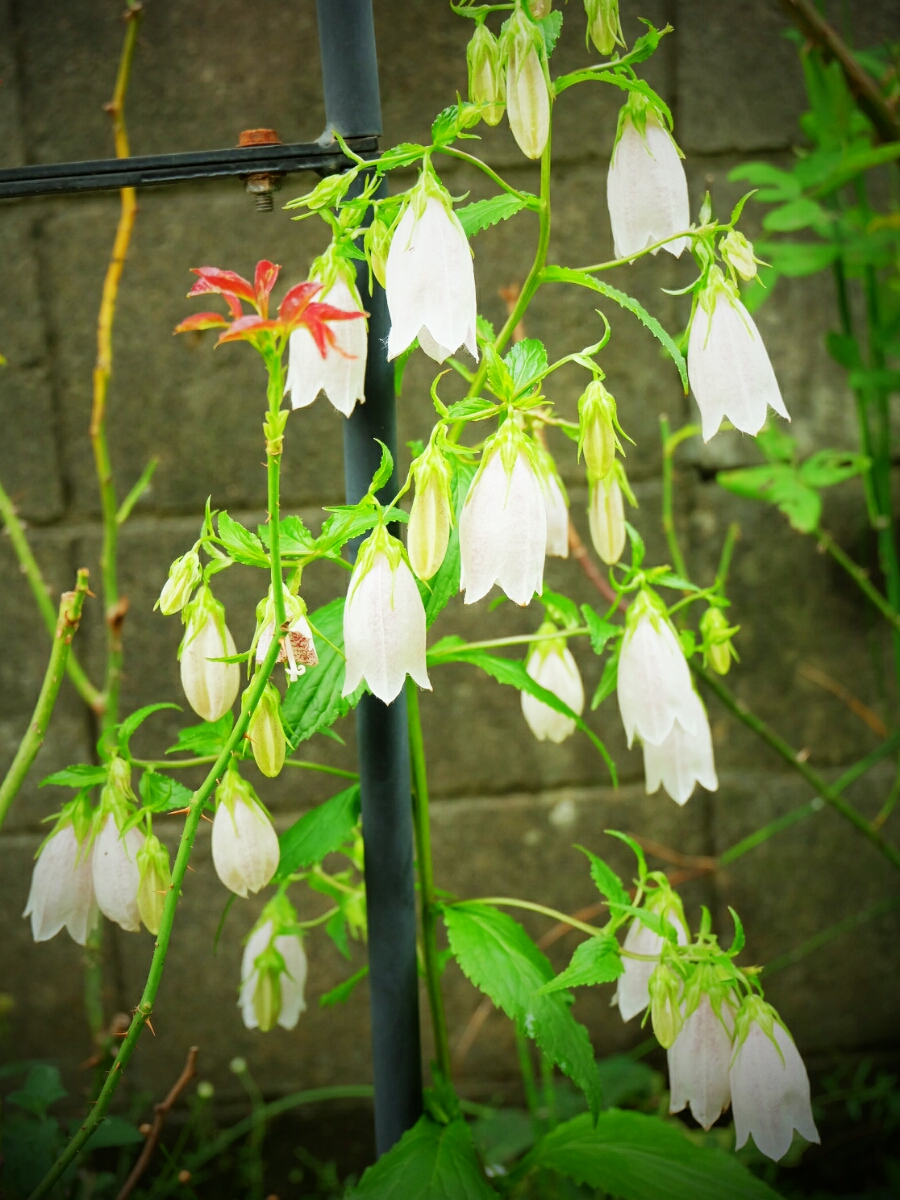 白花タケシマホタルブクロ 宿根草 山野草 苗 ホタルブクロ 半日陰 強健 の落札情報詳細 ヤフオク落札価格情報 オークフリー スマートフォン版