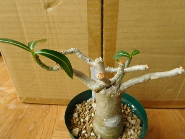 希少 アデニウム タイソコトラナム バオバブフォーム タイソコ 塊根 の落札情報詳細 ヤフオク落札価格情報 オークフリー スマートフォン版