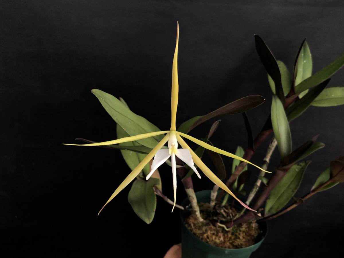 新品 洋蘭 原種 山野草 Epi Nocturnum エピデン ノクターナム 着生蘭 珍奇植物 観葉植物 芳香花 星形の大きな花を着ける品種 の落札情報詳細 ヤフオク落札価格情報 オークフリー スマートフォン版