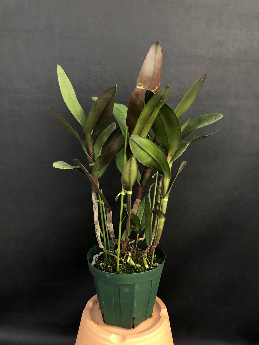 新品 洋蘭 原種 山野草 Epi Nocturnum エピデン ノクターナム 着生蘭 珍奇植物 観葉植物 芳香花 星形の大きな花を着ける品種 の落札情報詳細 ヤフオク落札価格情報 オークフリー スマートフォン版