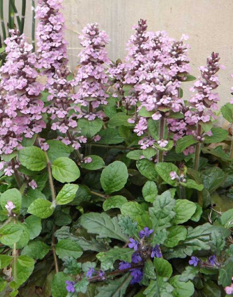 10 アジュガ 十二単 ピンク ３号ポット苗 花終わり の落札情報詳細 ヤフオク落札価格情報 オークフリー スマートフォン版