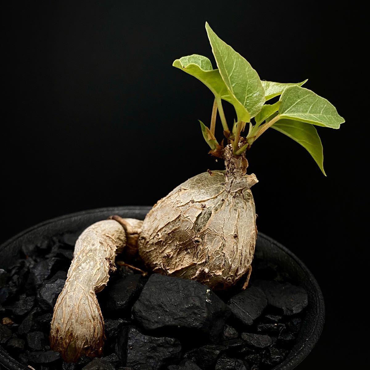フィカス・アブチリフォリア(Ficus abutilifolia) /【検索用】 塊根