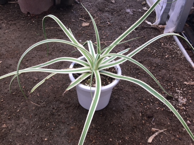 現物》アガベ ブラクテオーサ「モンテレーフロスト」 特選株 No.10004