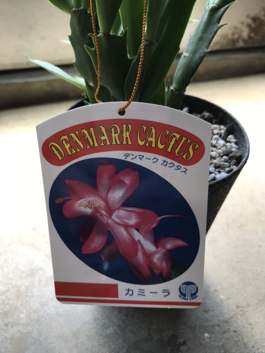デンマークカクタス カミーラ シャコバサボテン の落札情報詳細 ヤフオク落札価格情報 オークフリー スマートフォン版