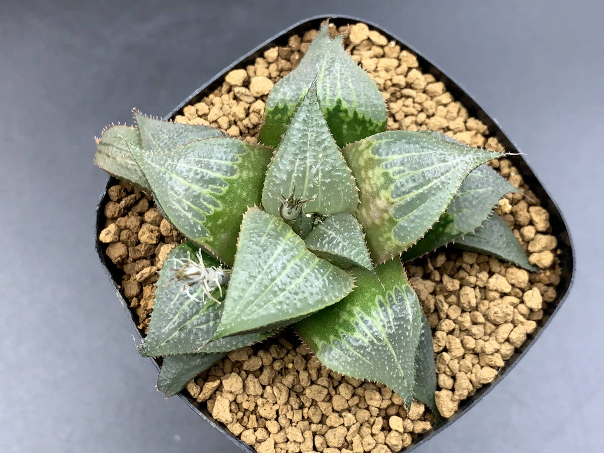 ハオルチア バディア 天紅 ハオルチア バディア 天紅