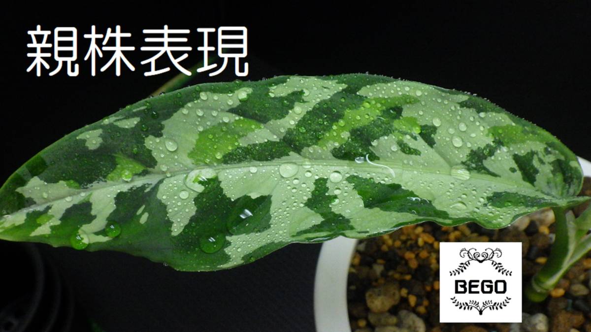 TB便】双子株 Aglaonema pictum GW1908-9 アレグロ “ Padang