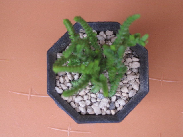 多肉植物 クラッスラ 若緑 カット苗12本 寄せ植えにも の落札情報詳細 ヤフオク落札価格情報 オークフリー スマートフォン版