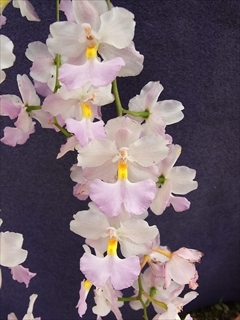 新品 洋蘭 原種 Cuitlauzina Pendula クイトロジーナ ペンデュラ 旧オドントグロッサム メキシコ原産 なが く下垂する美花 の落札情報詳細 ヤフオク落札価格情報 オークフリー スマートフォン版 新品 洋蘭 原種 Cuitlauzina Pendula クイトロジーナ ペンデュラ 旧オドントグロッサム メキシコ原産 なが く下垂する美花 の落札情報詳細 ヤフオク落札価格情報 オークフリー スマートフォン版