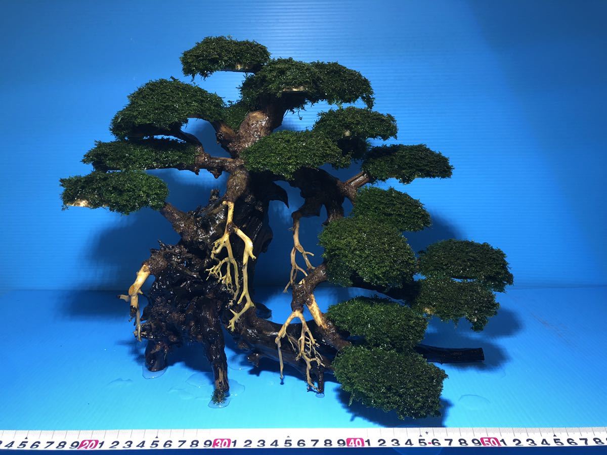 新品】アクアリウム 超高級 盆栽流木プレミアムモスSP活着の落札情報