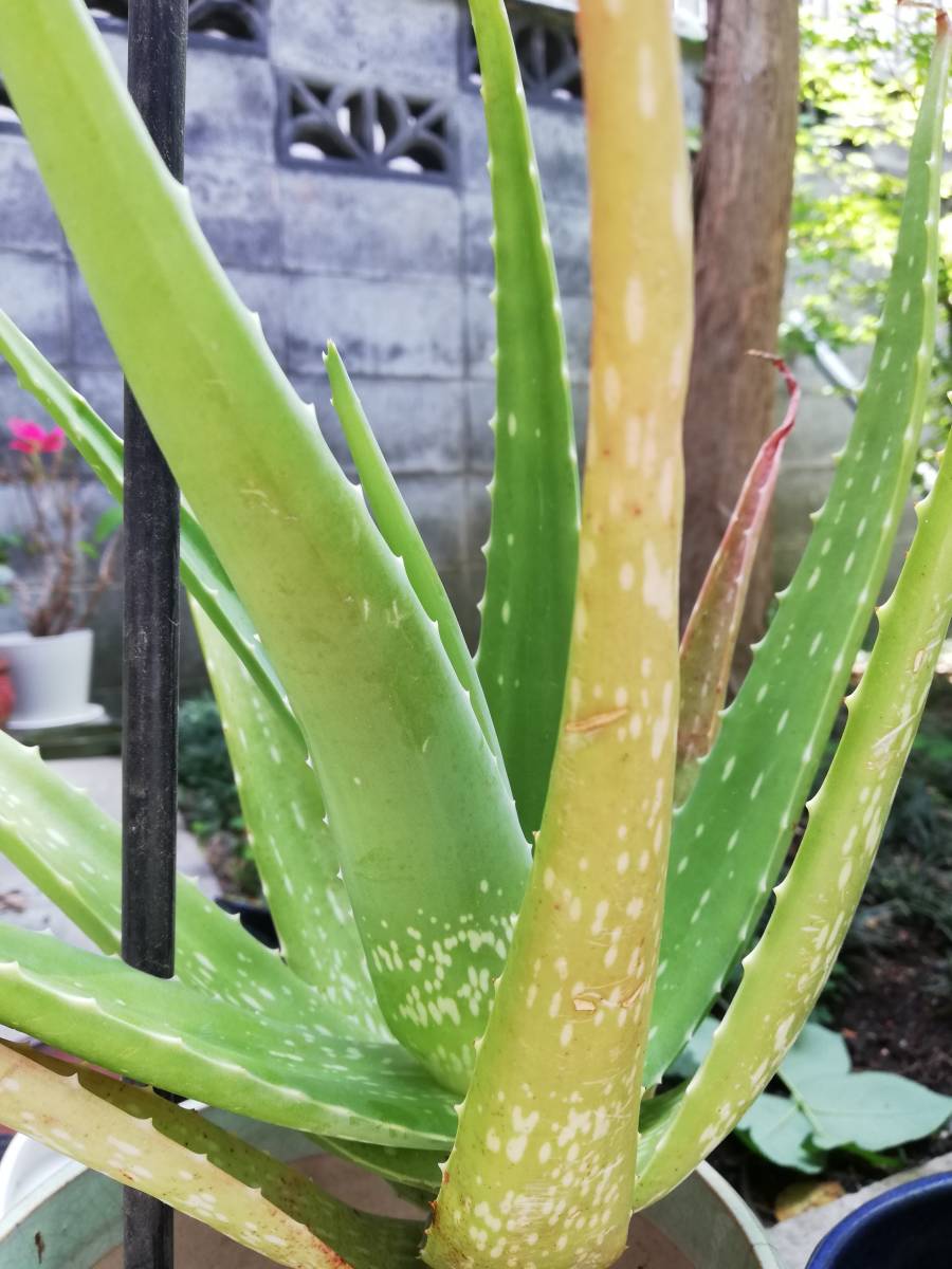 新品 無農薬栽培 1本苗根つき 葉約25 班入りアロエベラ サボテン 観葉植物 多肉植物 肉厚 アロエヨーグルト の落札情報詳細 ヤフオク落札価格情報 オークフリー スマートフォン版