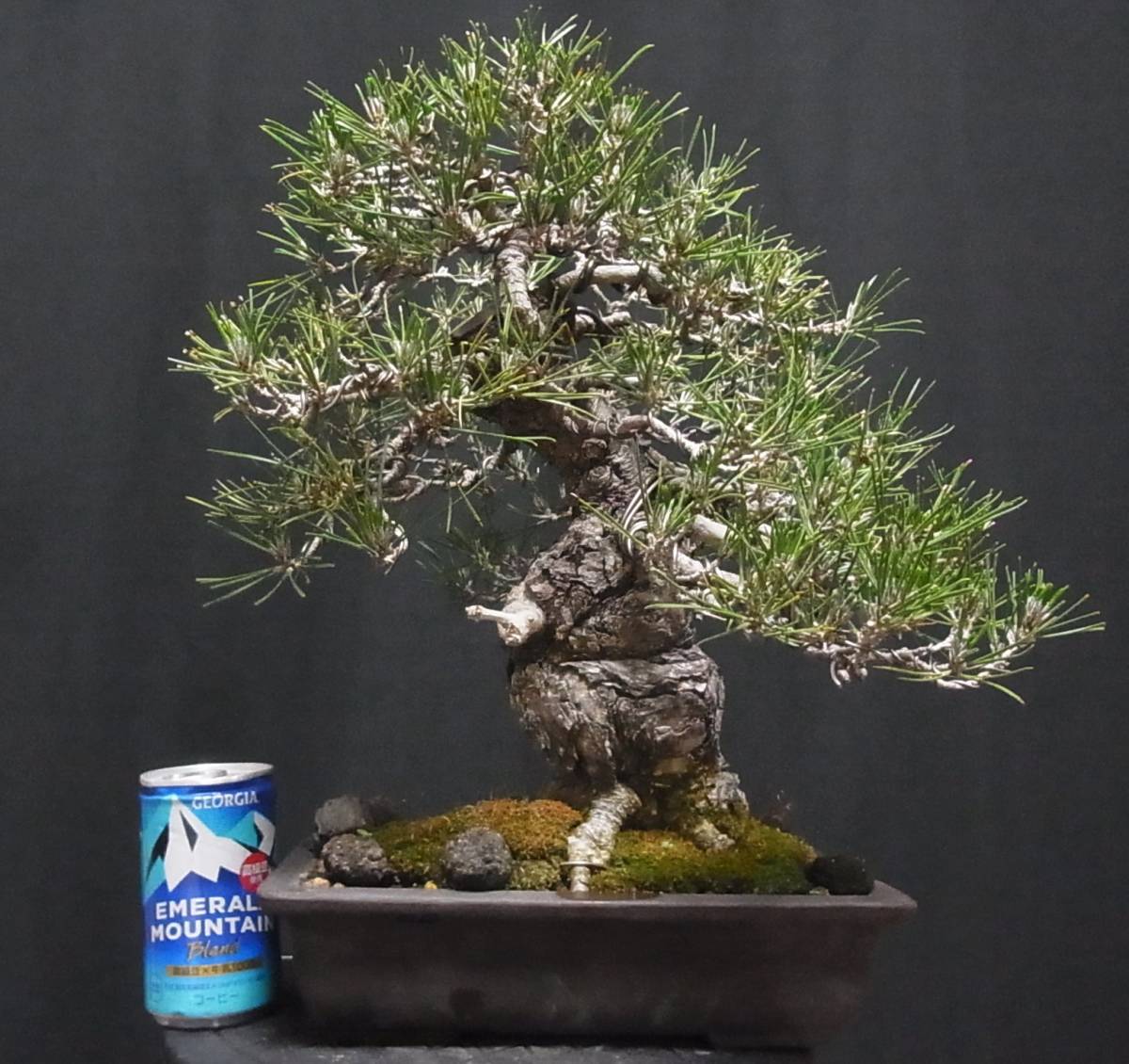 黒松 盆栽 樹高32cm 極太 大木感 ジン 根張り 持ち込み品！！の落札