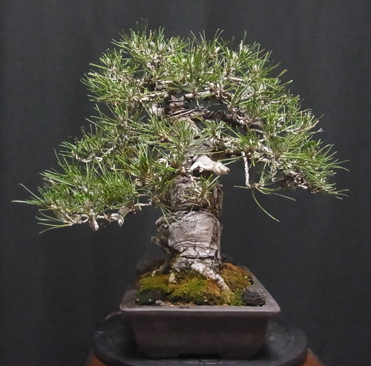 黒松 盆栽 樹高32cm 極太 大木感 ジン 根張り 持ち込み品！！の落札