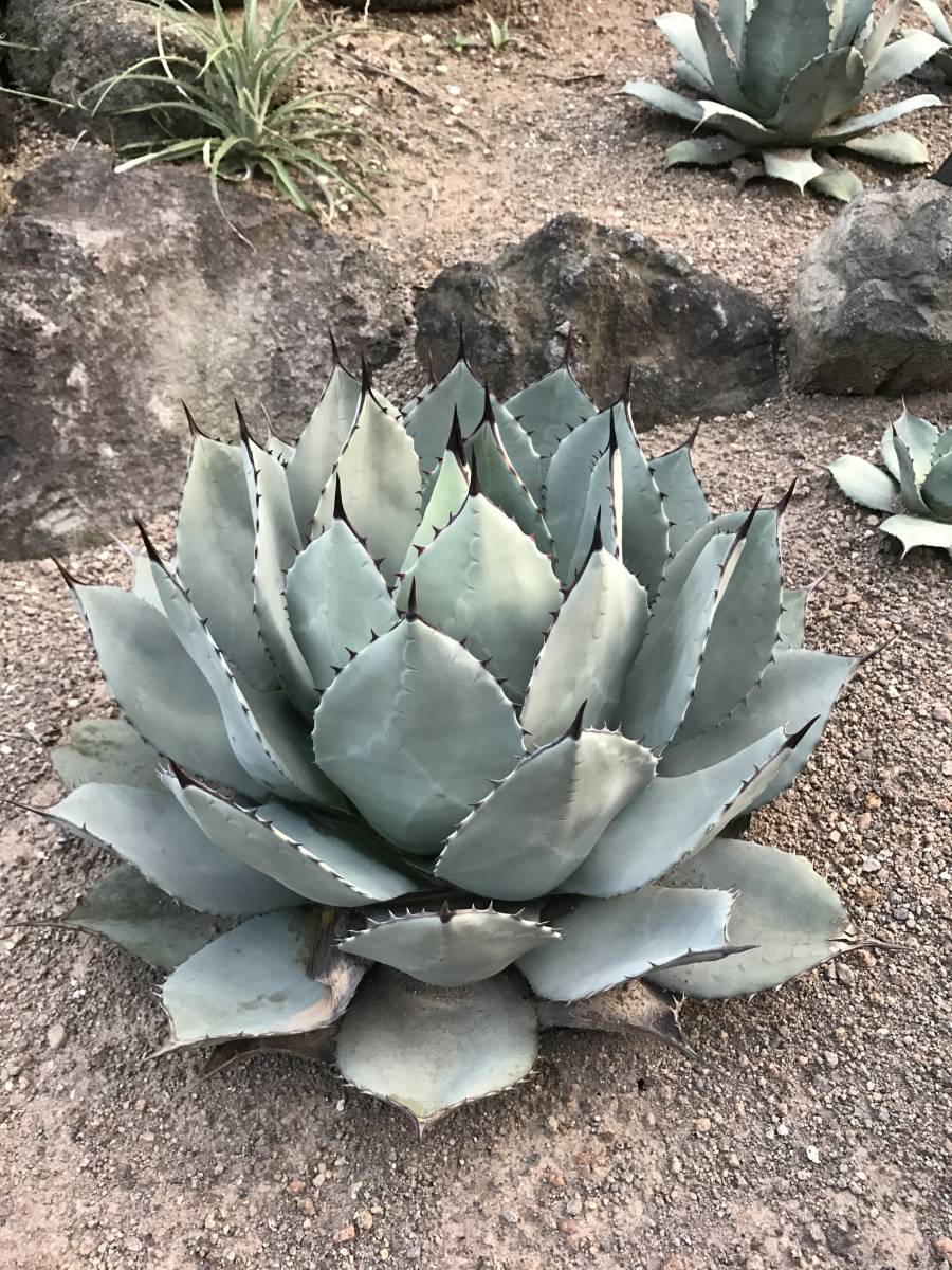 アガベ パリー吉祥天 ク*ー様 【2個セット/300円スタート】姫吉祥