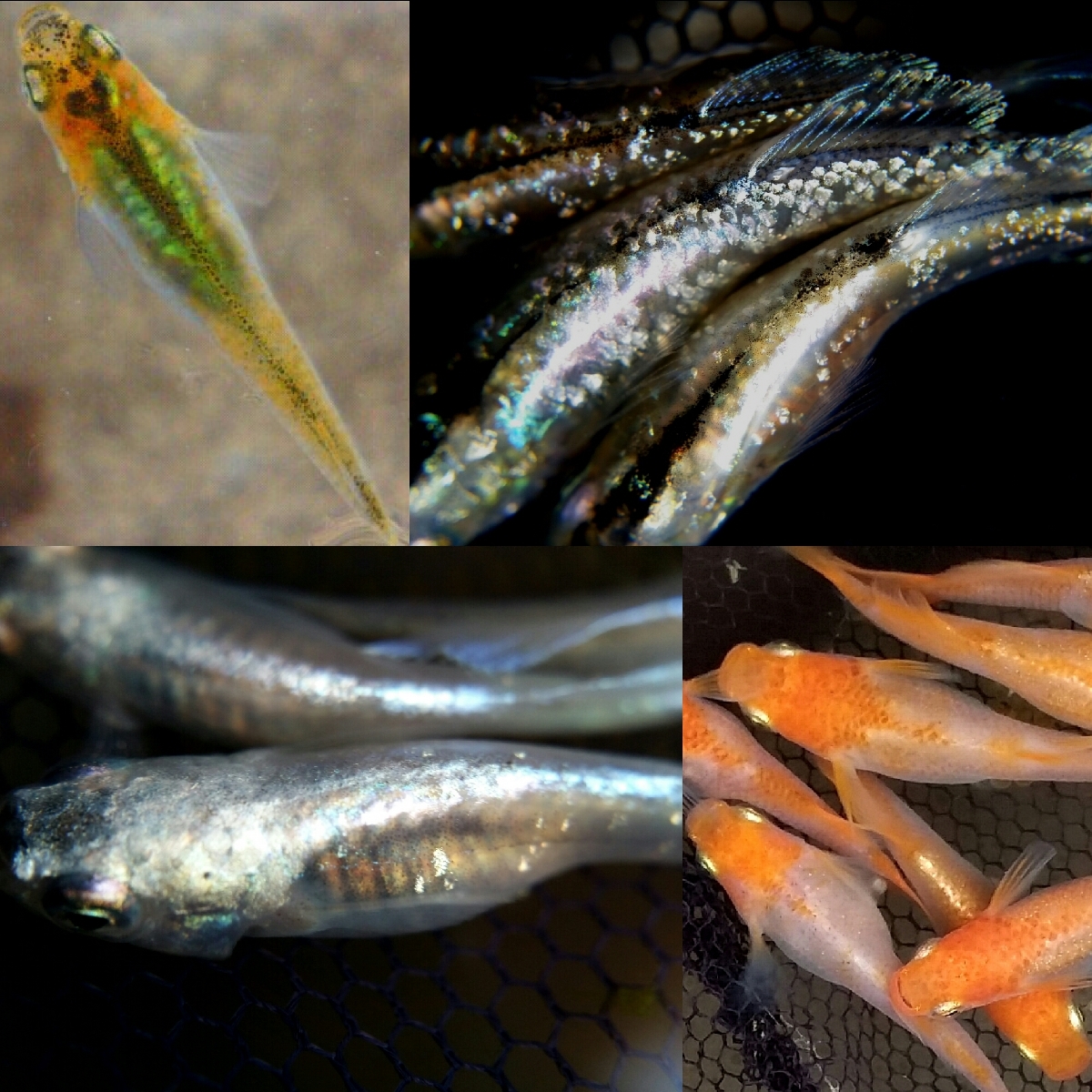 新品 色々メダカの訳有り卵 多種類25個 A 綺麗なめだかの卵を発送 トリートメント済みで孵化率高い 孵化させる方法の説明書付き の落札情報詳細 ヤフオク落札価格情報 オークフリー スマートフォン版